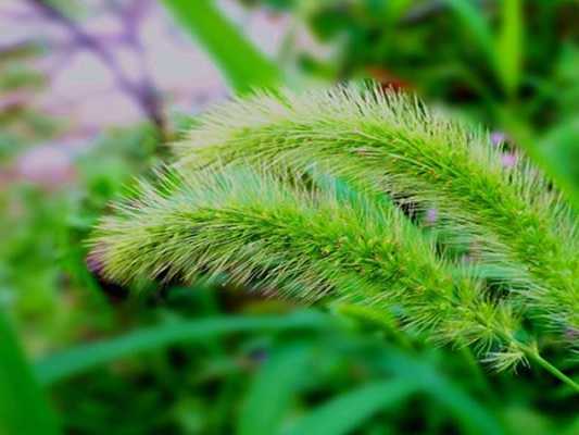 猫尾草有没有花语（猫尾草有没有花语的）