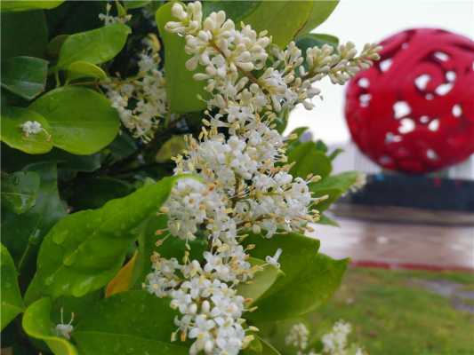 小蜡花语（小蜡花期）