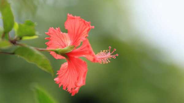 扶桑花的花语是什么意思（扶桑花的寓意和象征意义）