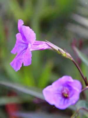 蝴蝶草花语（蝴蝶草花卉）