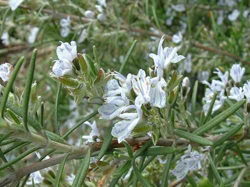 白色迷迭香花语（白色迷迭香花语是什么）