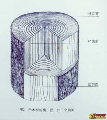 如何确定木材的三切面（如何确定木材的三切面形状）