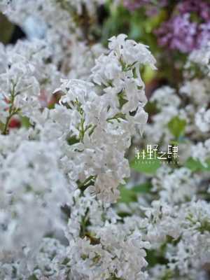 丁香花的花语为什么是纯洁的简单介绍