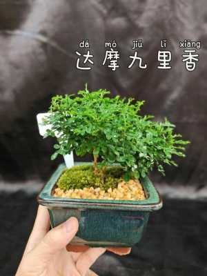 达摩花的花语（达摩九里香花语）