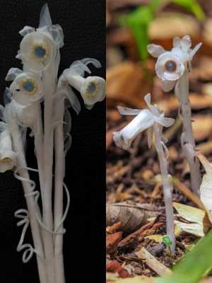 水晶兰的花语和花期（水晶兰值钱吗?）