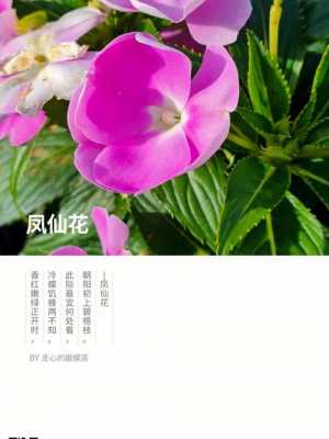 凤仙花花语是什么为什么的简单介绍