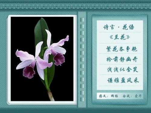 关于兰花的花语（关于兰花花语的诗句）