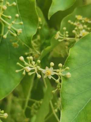 香樟树花花语（香樟树 花语）