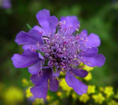 蓝盆花花语（蓝盆花属）