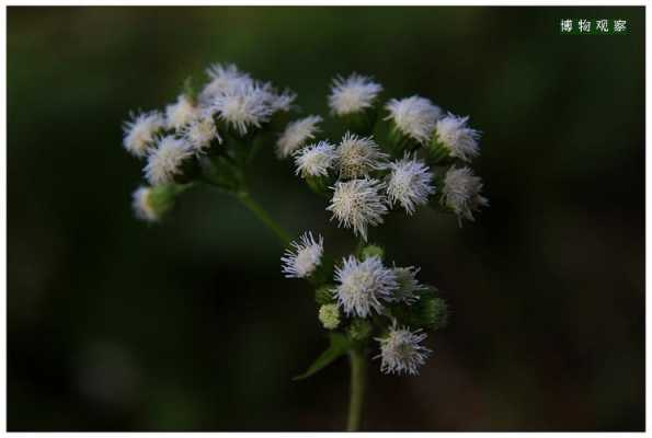 白花藿香蓟花语（白花藿香蓟怎样食用）