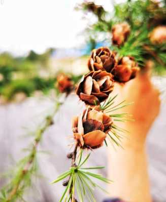 松果花花语象征与寓意（松树松果的寓意和象征）