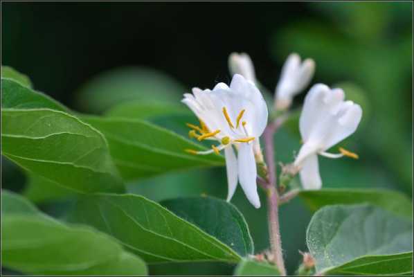 忍冬花语（忍冬花语是什么）