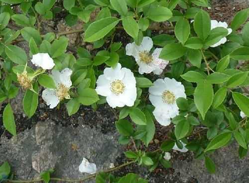 小果蔷薇花语（小果蔷薇花语是什么）