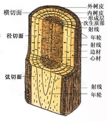 如何从切面辨别木头（怎么看木材是不是径切）