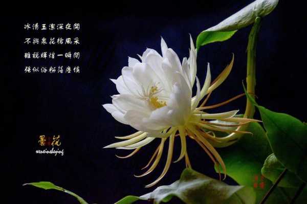 昙花花语和象征（昙花花语象征与寓意是什么）