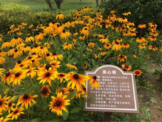 黑心黄花菊的花语（黑心黄金菊花语）