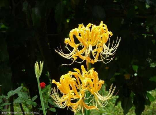 黄色的彼岸花的花语（黄色彼岸花的花语是什么寓意）