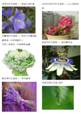 花语温柔生长（花语很温柔的花）