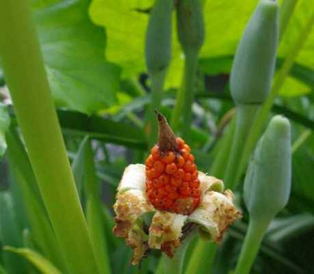 芋子的花语（带芋字的花名）