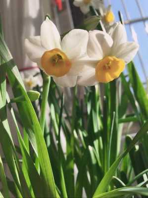 水仙花运气草花语（7种象征吉祥好运的花水仙花要每天换水吗）