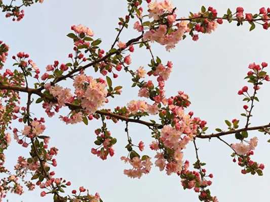 海棠花的简介和花语（海棠花的简介和花语）