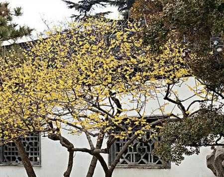 腊梅花是什么颜色的花语（a57丁香花语是什么颜色）