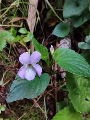 堇菜的花语（堇菜图片）