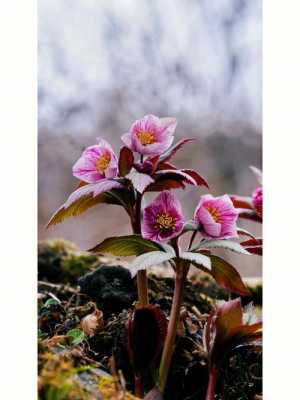 铁筷子花语（铁筷子花名字的由来）