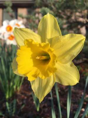 土耳其水仙花花语是什么（土耳其国的花朵）