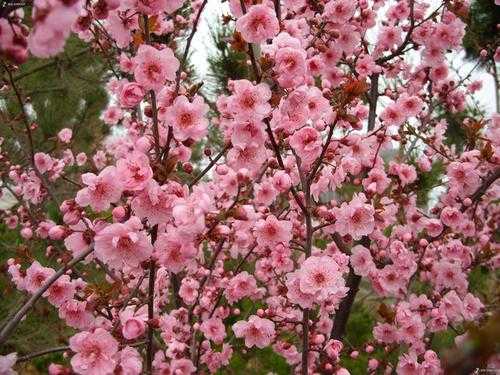 梅花树传说花语（梅花树叫什么名字）