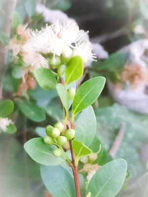 赤楠树花语（赤楠的花是什么样子）