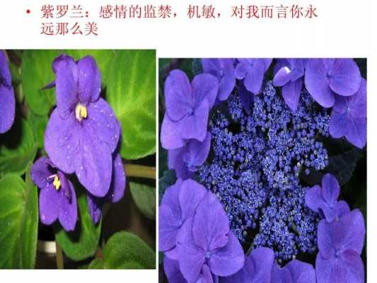 保护花的花语（什么花的花语是保护他人）