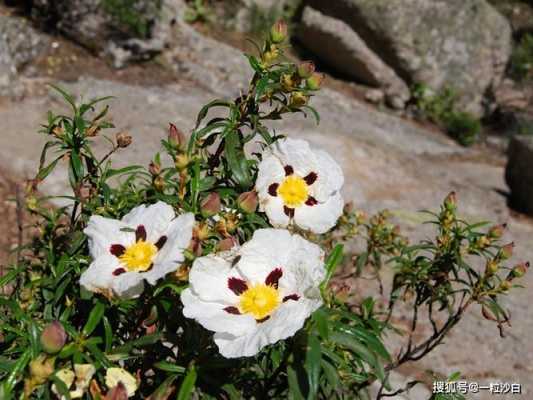 岩花的花语（岩玫瑰的花语是什么）