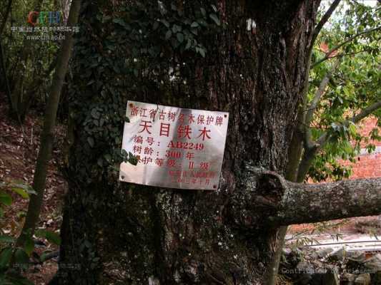 铁木如何砍伐（铁木种植技术）