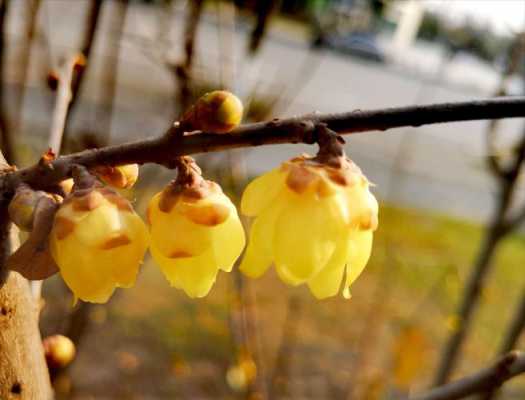 干腊梅花语（你知道腊梅花的花语是什么吗?）