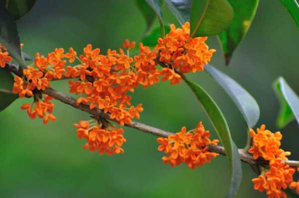 桂花盛开的季节和花语（桂花盛开的季节是什么）