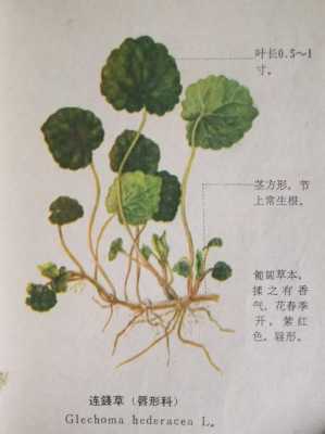 连钱草花语（连钱草花语感化）