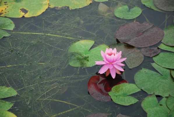 水生花语（水生花寓意）