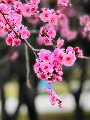 美人梅的花语和象征（美人梅花语 美人梅简介）