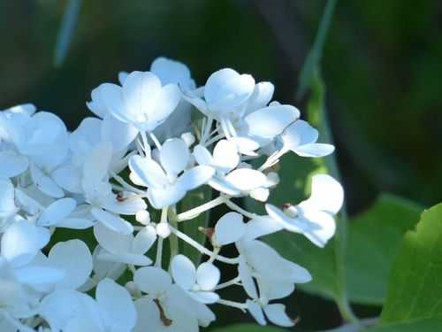 洁白代表什么花语（洁白的花是什么花）