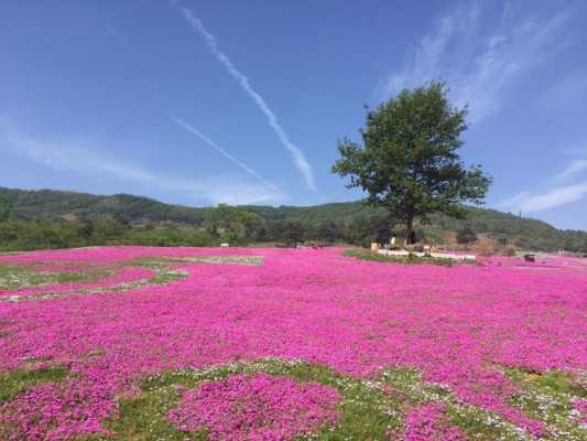 芝樱的花语（芝樱花语录）