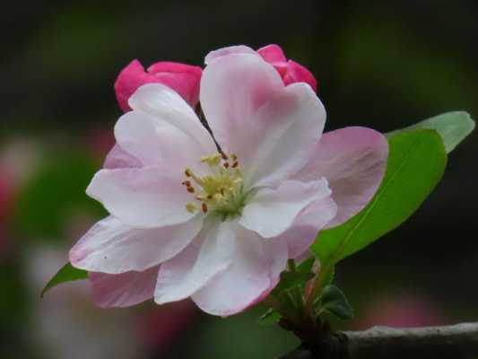 古代海棠花花语（海棠花花语象征与寓意）