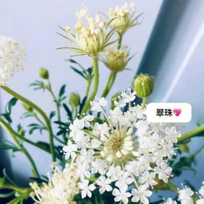 翠珠的花语（翠珠的花语是什么）