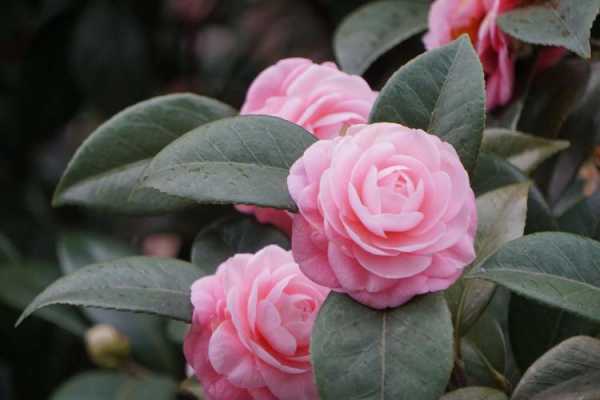 粉色山茶花花语（粉色山茶花花语及代表意义）