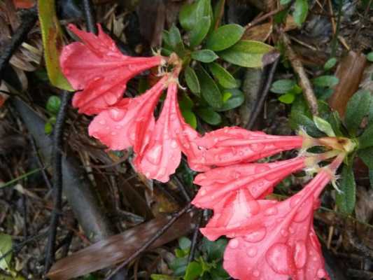 艳山红的花语（艳山红花怎样养殖）