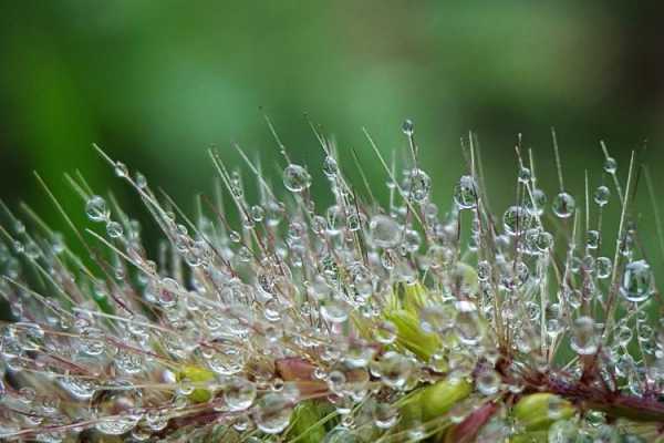 露草花语（花草露水图片 唯美）