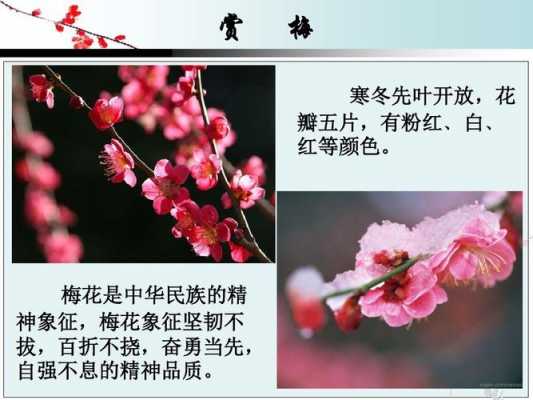 梅花花语图片大全（梅花花语图片大全高清）