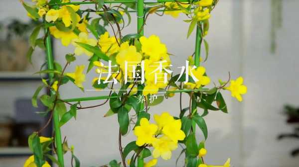 法国香水植物花语（法国香水味的花叫什么名字）