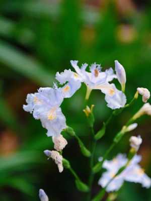 意大利鸢尾花花语（西方鸢尾花）