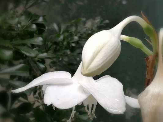 白鹤花语和寓意（白鹤花别名）